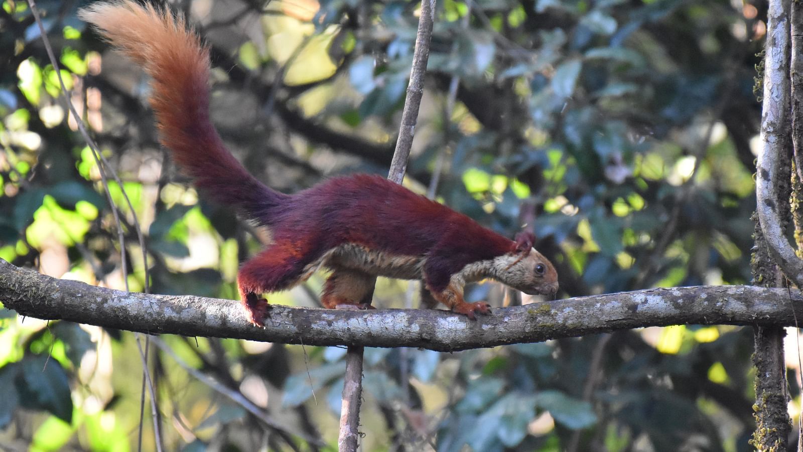 A vibrant Indian giant squirrel walking along a tree branch in a dense forest
