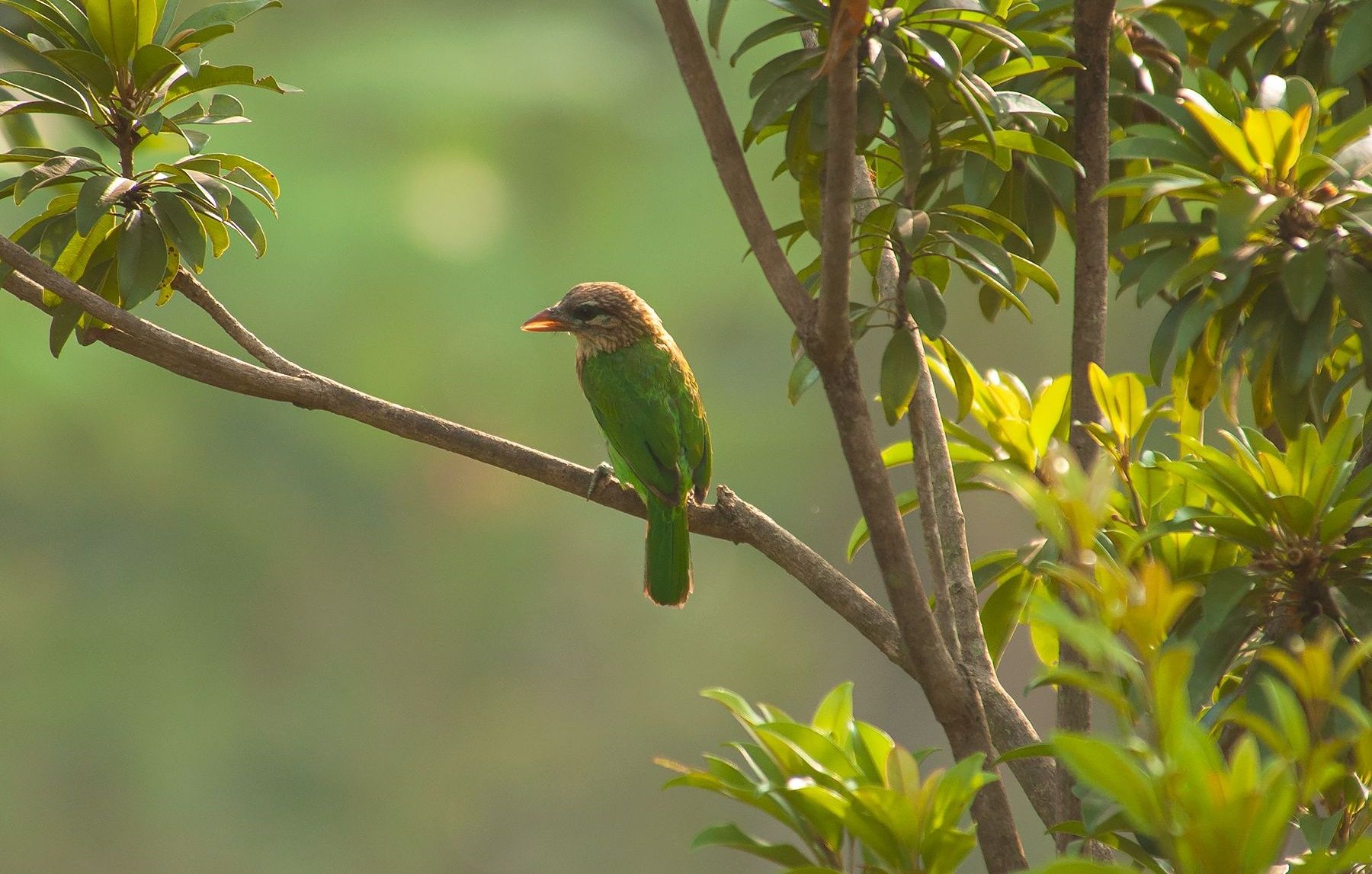 Colorful Barbet bird in its natural habitat.
