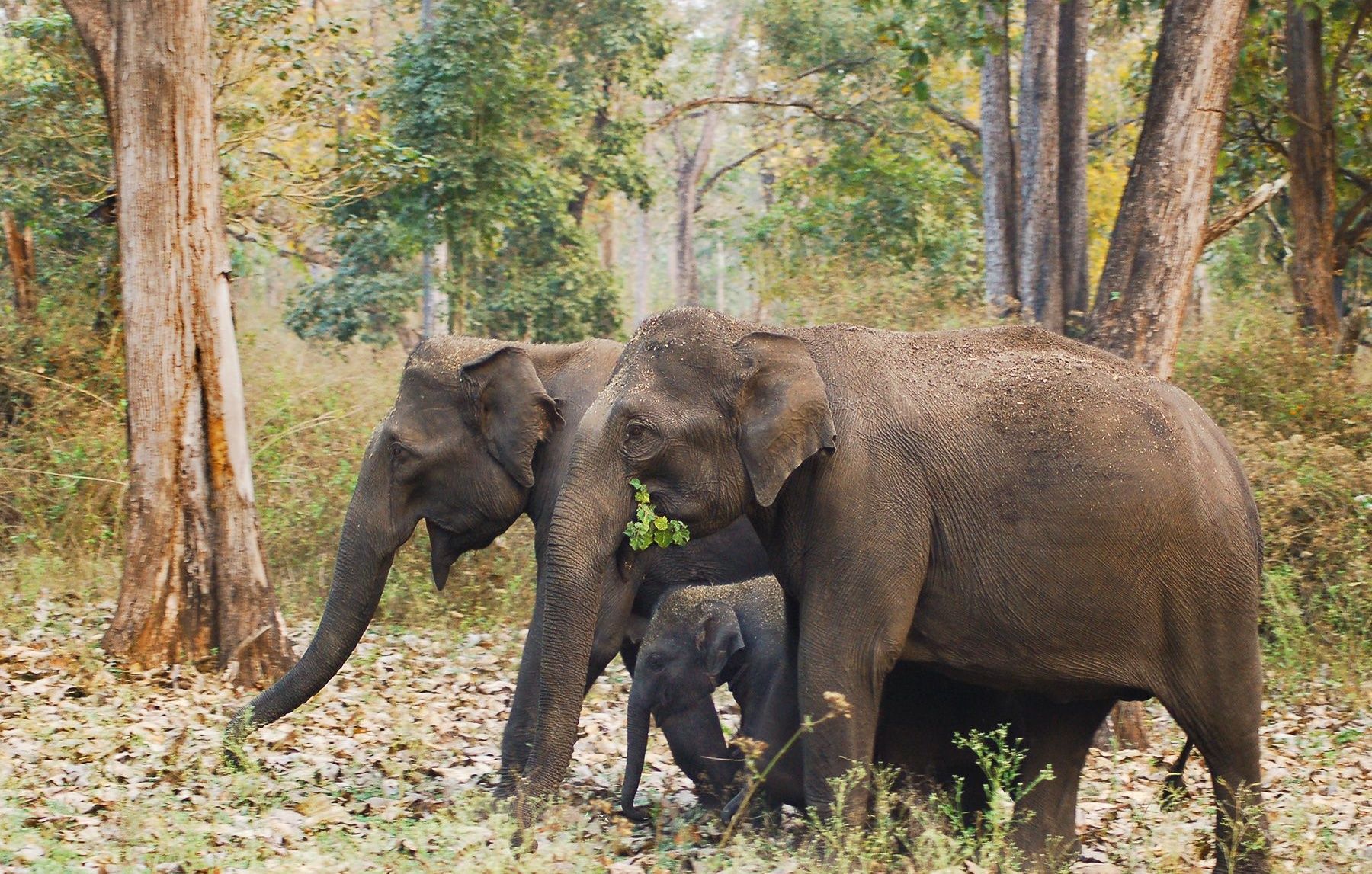 Indian elephant mother and calf walking in a forest.