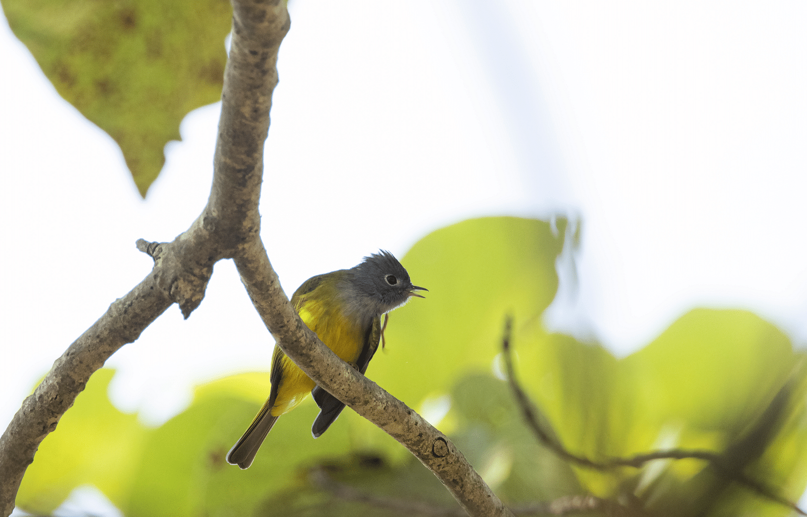 a bird on a branch of a tree - The Jamoon, Corbett