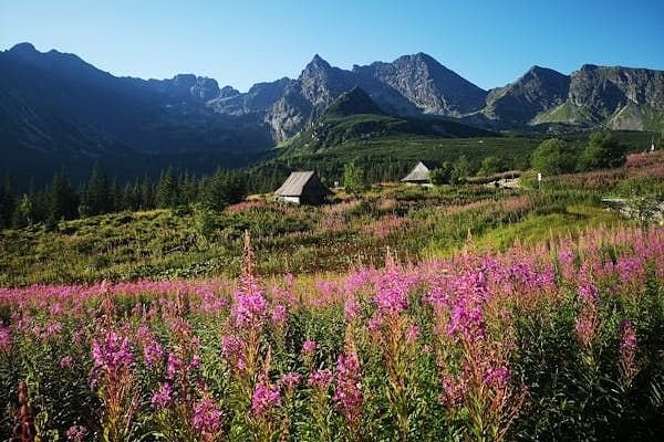 Mountain landscape with wildflowers in the foreground and small buildings.