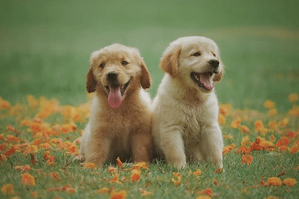 Two happy puppies sit side-by-side in a field with scattered blossoms.