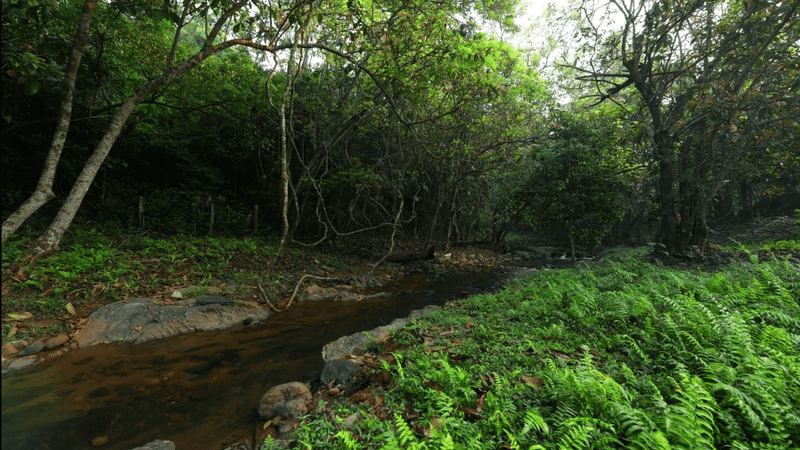 A serene natural landscape with a gently flowing stream surrounded by lush greenery. - Wayanad