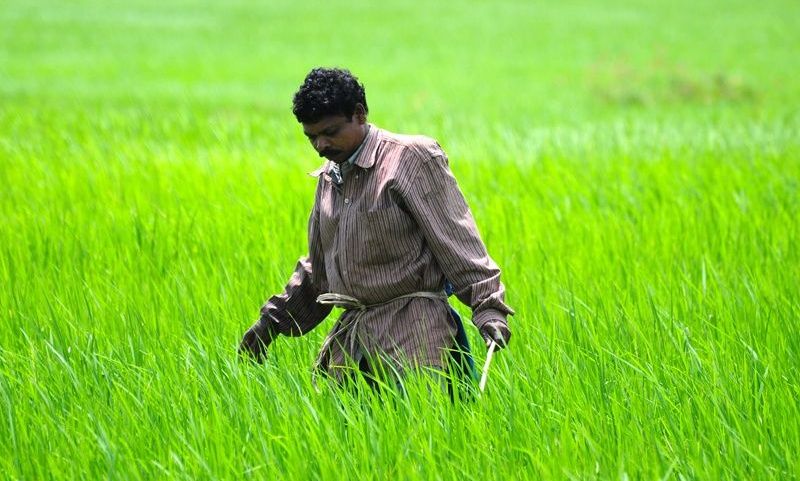 A farmer tending to crops in a lush green paddy field.