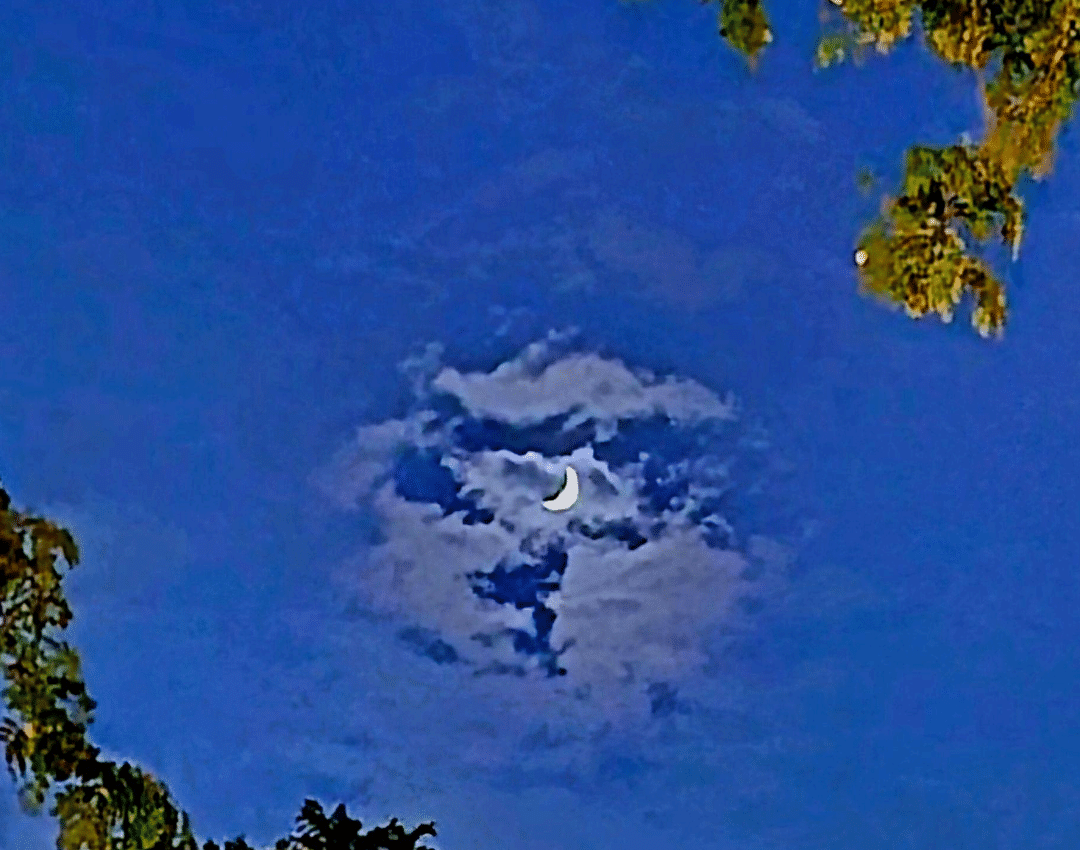 A crescent moon and clouds in a deep blue night sky, framed by trees at the Vedic Village Spa Resort.
