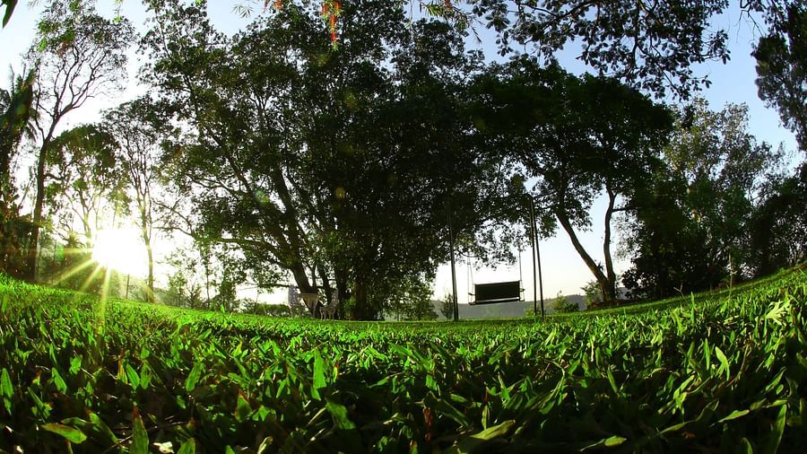 greenery at Wayanad resort