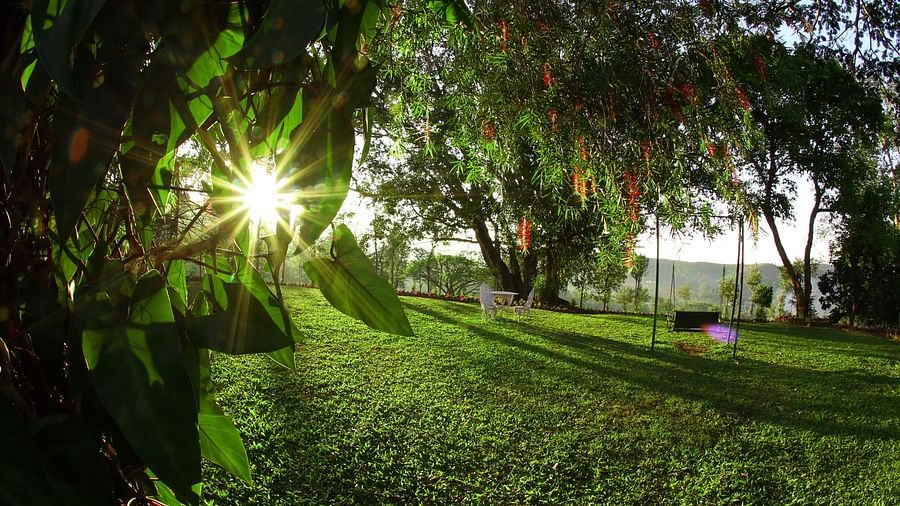 sun shining through the greenery 