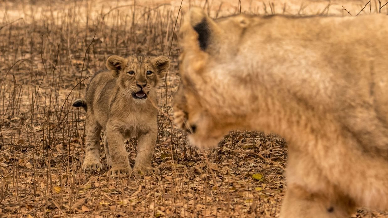 A Playful Cub