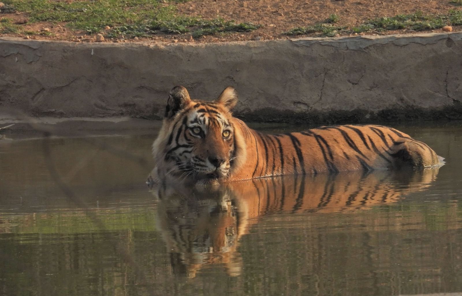 A Bengal tiger partially submerged in a waterhole, resting calmly and gazing ahead inside a wildlife reserve at Utsav Camp Sariska.