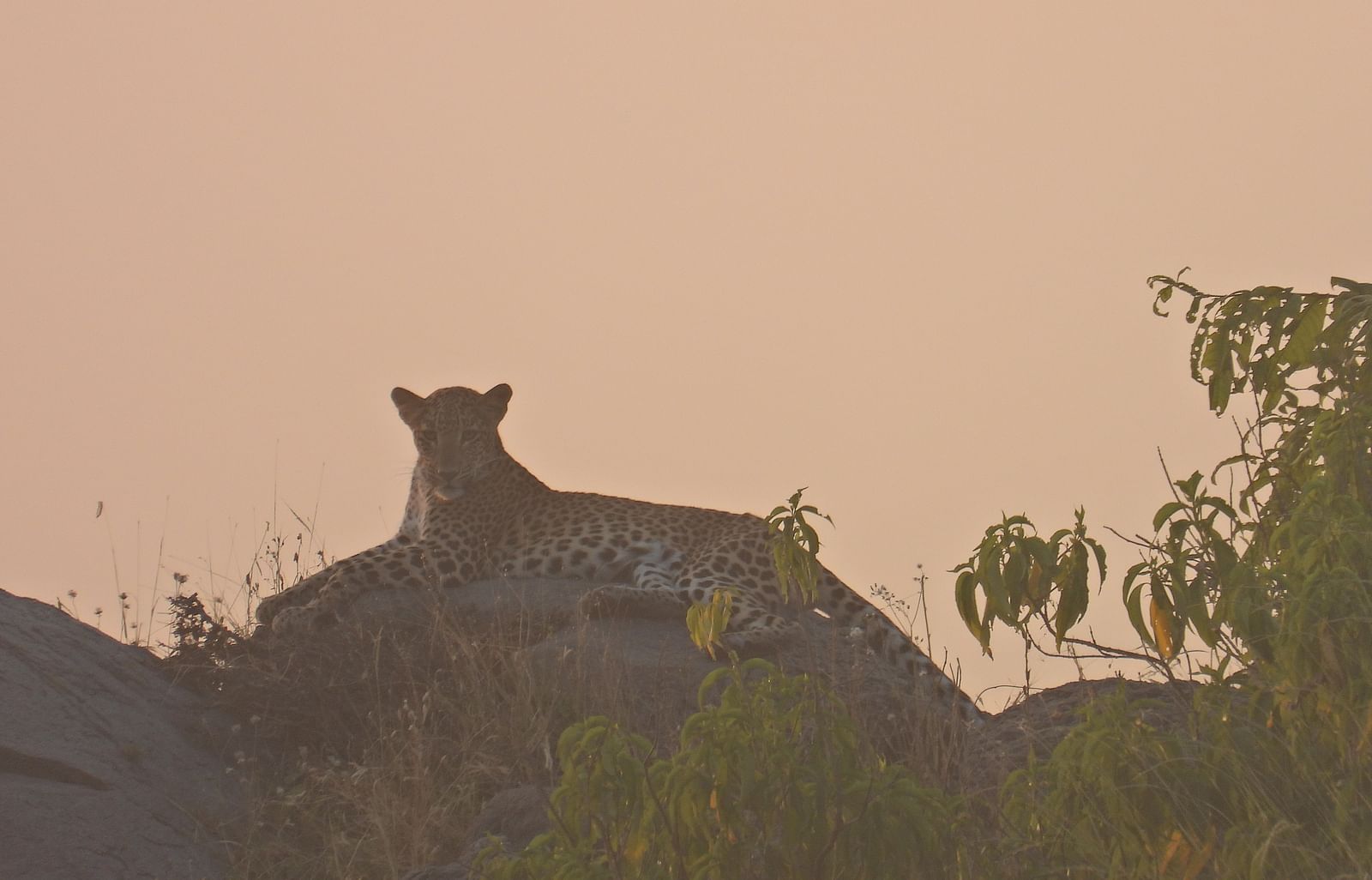 A majestic leopard rests atop a rock, basking in the golden glow of the setting sun