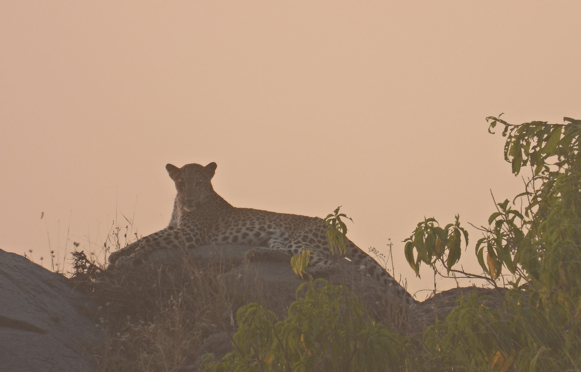 Tiger in the wilderness of Sariska