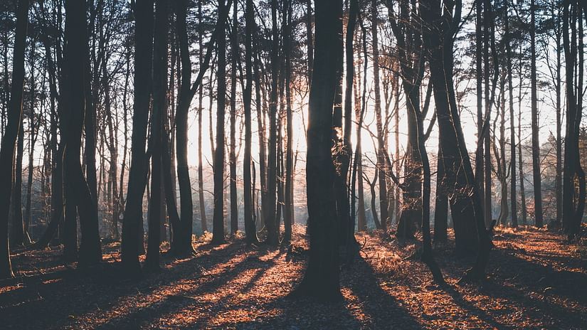 The woods 
