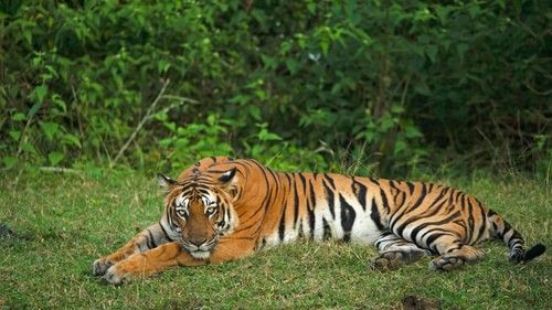 a tiger resting on green grass