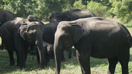 A herd of elephants.