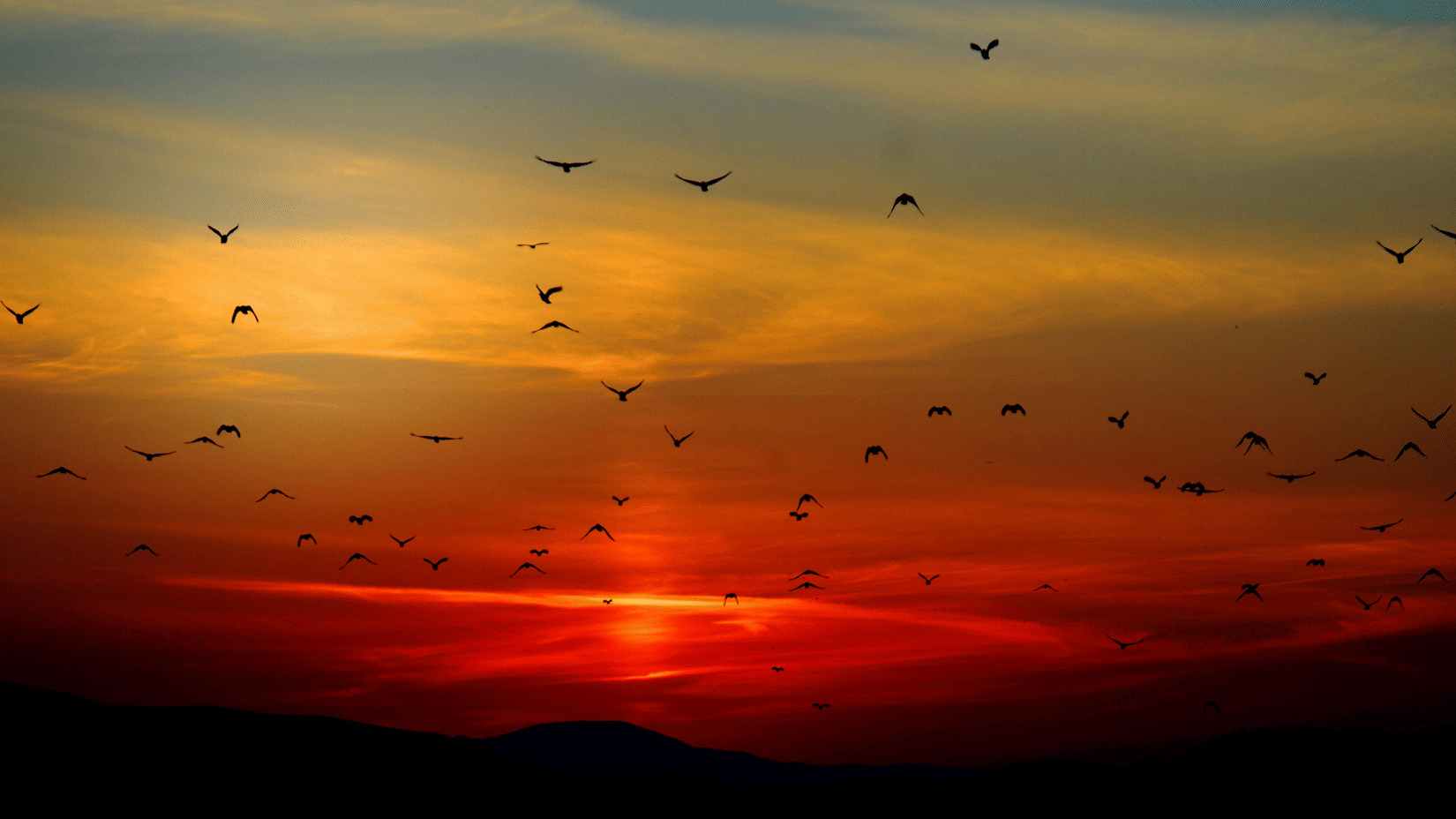 A vibrant sunset over a landscape, with the sun low on the horizon and a flock of birds silhouetted against the colourful sky.