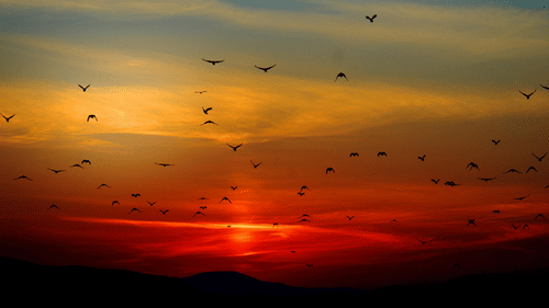 A vibrant sunset over a landscape, with the sun low on the horizon and a flock of birds silhouetted against the colourful sky.