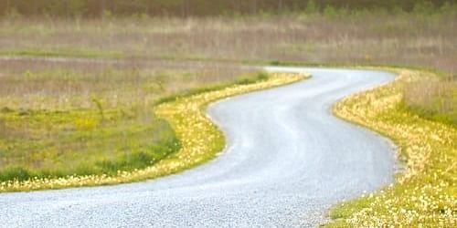 wavy road amid a garden