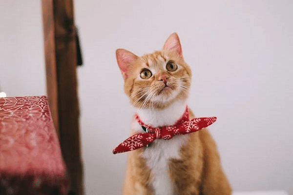 A cat with a patterned neck accessory sits attentively on a surface.