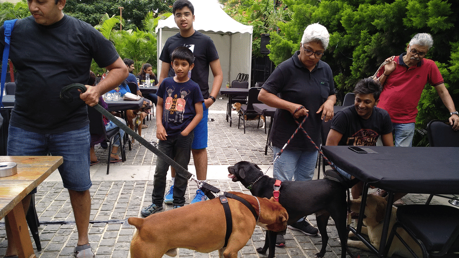 diners interacting with two dogs