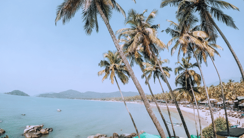 An image of a beach with palm trees and houses nearby
