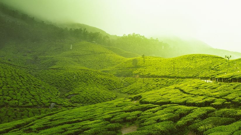 an image of tea plantation in the valleys of Anamalai Hills 