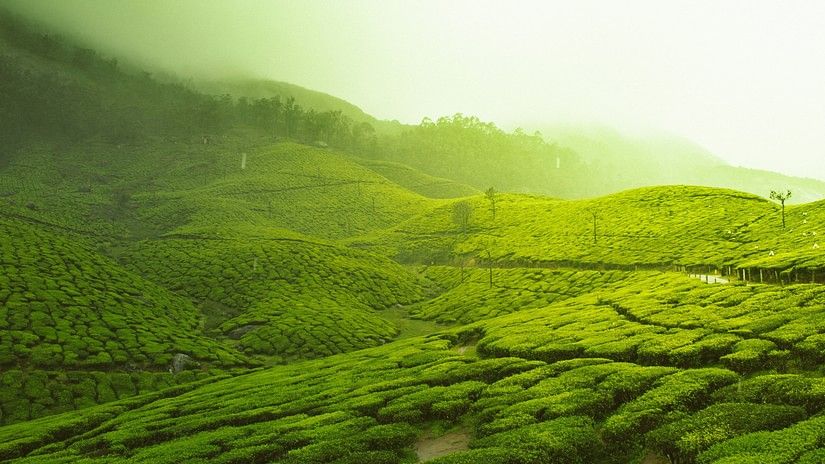 An overview of a tea estate with rolling hills and fog covering the entire land.