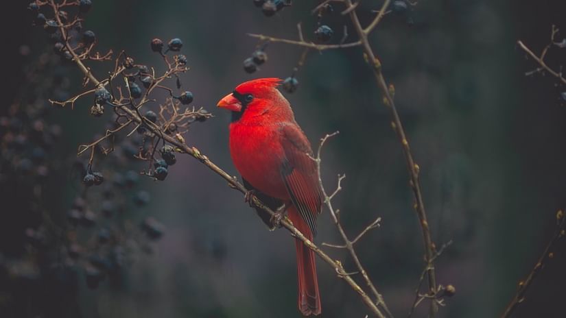 Stunning red humming bird sitting on a branch