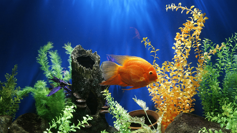 a gold fish inside an aquarium with marine plant next to it and a blue backdrop