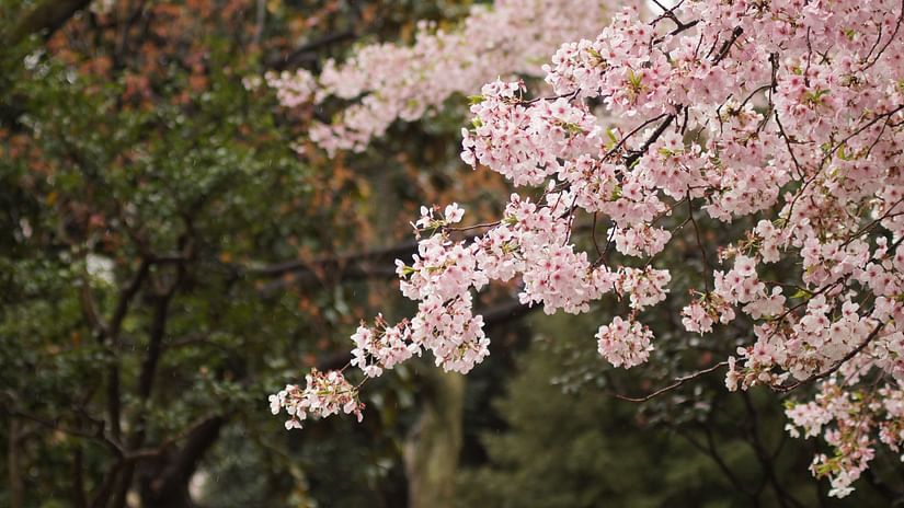 Branch of a cherry blossom tree in full bloom