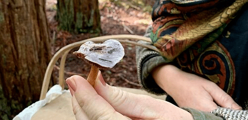 A close view of a person's hand holding a small, textured object, with a forest background.