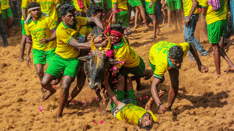 Traditional Jallikattu scene with participants in bright attire engaging with a bull on sandy ground, capturing courage, tradition and cultural valour during Pongal celebrations.