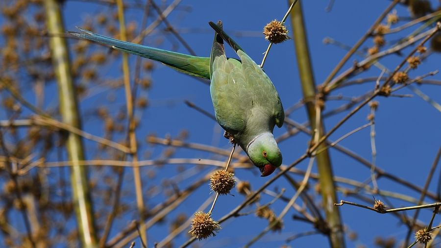  A parakeet with a long tail perched upside down on a thin branch against  the sky sky.