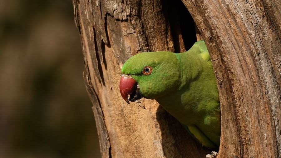 A parrot with its beak perched inside a hole in a tree trunk.