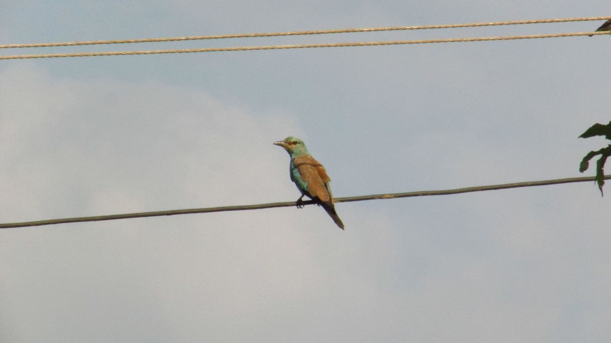 Image of a Eurasian Roller