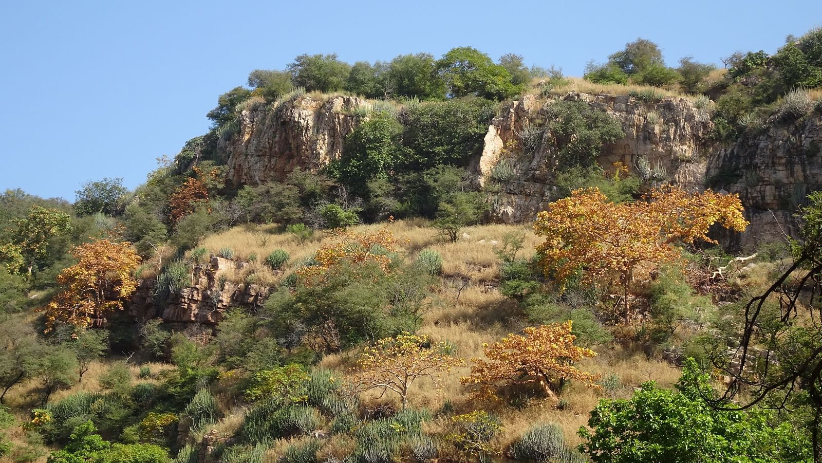 An overview of a hills with many trees and shrubs in the Aravalli Hills range.