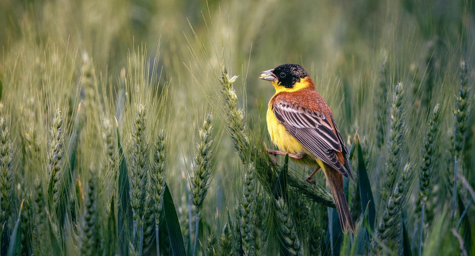 An image of a colourful bird amidst green grass