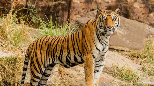 A Bengal tiger stands alert amidst rocky terrain, surrounded by dry grass and dense foliage.