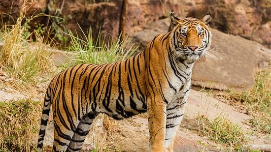 a tiger standing on a rock while looking at the camera at Bandipur National Park.