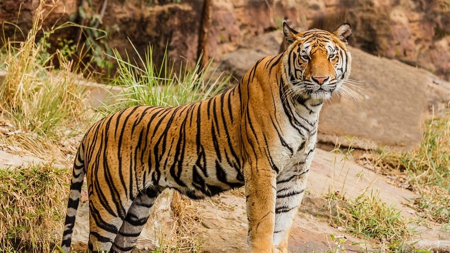 a tiger standing on a rock while looking at the camera at Bandipur National Park.