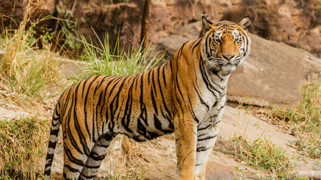Adult tiger standing alert on grassy ground in a natural outdoor setting.