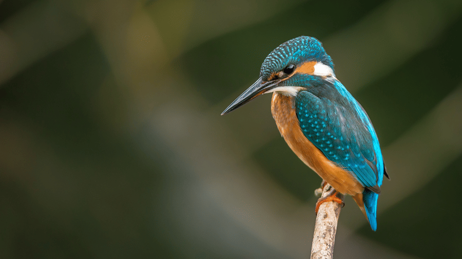 A colourful common kingfisher bird with blue and orange plumage perched on a branch.