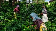 Several people, including women wearing headscarves, are harvesting crops from a dense, green plantation on a hillside.