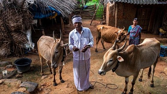 The tribes of Bandipur grazing their cattle 