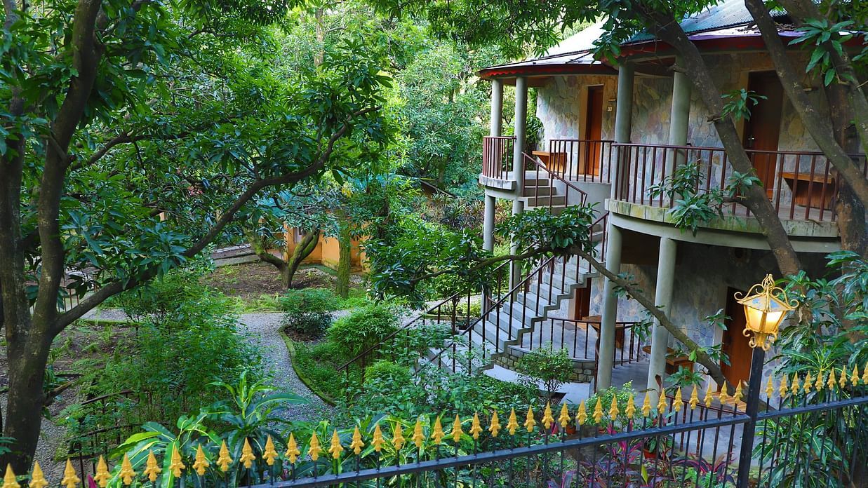 mango orchard around cottage