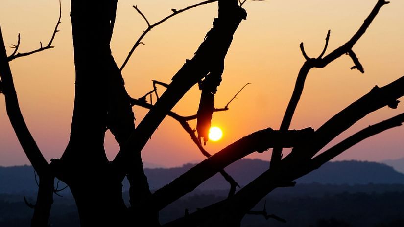 sun setting in the background with a dried tree branch in the foreground