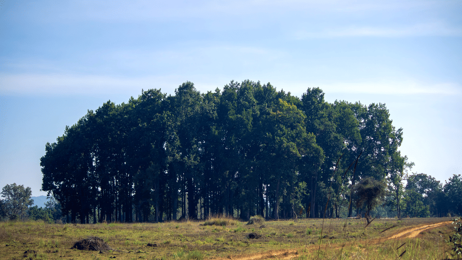 A view from an open grassy field looking along a dirt track towards a distinct edge of dense green forest under a clear sky - Umaria Safari Camp