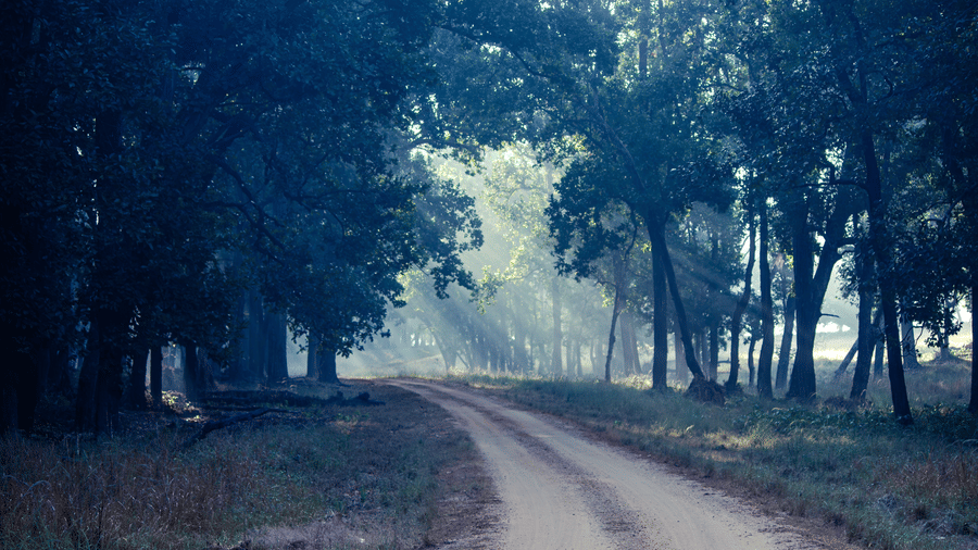 A dirt safari vehicle track winding through a misty, dense forest with early morning light filtering through the trees - Umaria Safari Camp