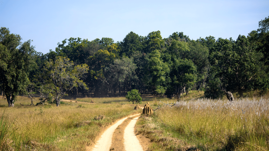 A winding dirt path cutting through an open grassy field toward a dense green forest - Umaria Safari Camp