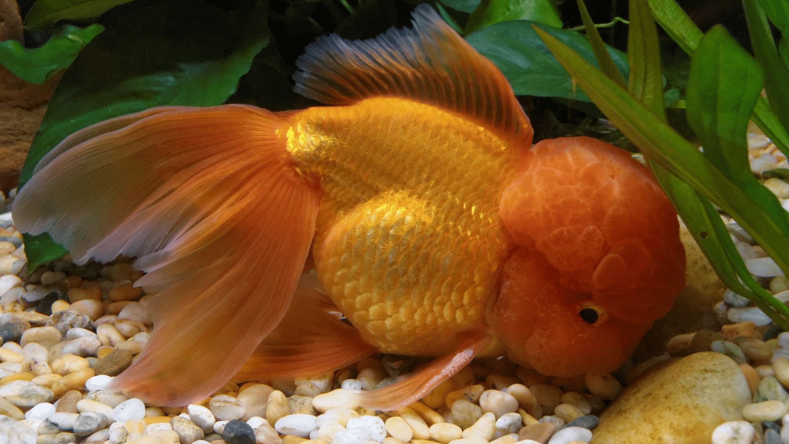 A goldfish featuring a prominent textured growth on its head, resting on a bed of river stones.