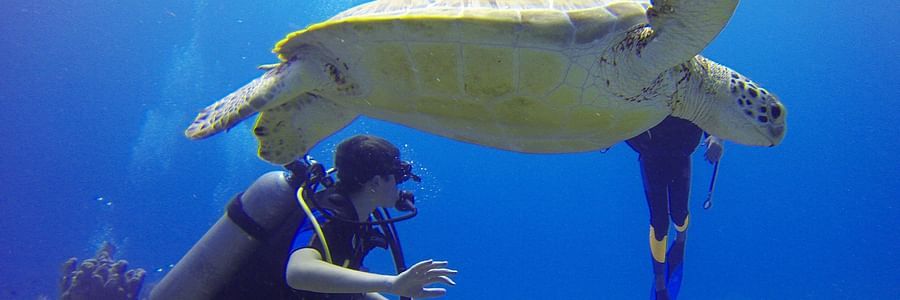 divers near a turtle